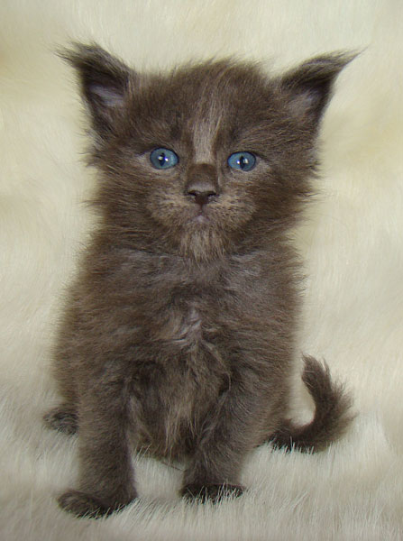 ���� ��� ������� ��������� Catsvill County!  ���� ����! ������ ������ ���� ���! ���� ��� ������ ������ � ����� ����!!! �������� ���� ����� Catsvill County +7-926-544-74-09  ���� ��� �������� ������. ���� ��� ������, ���� ��� �������, ���� ��� ������,  ���� ��� ����, ���� ��� ��������, ���� ����,  ������ ������ ���� ���,  ������ ����-����, ����� ������� ������ �����, ����� ����� ������!